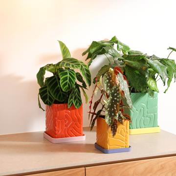 Planter tribe green