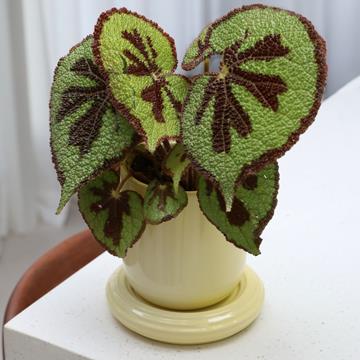 Planter churros butter