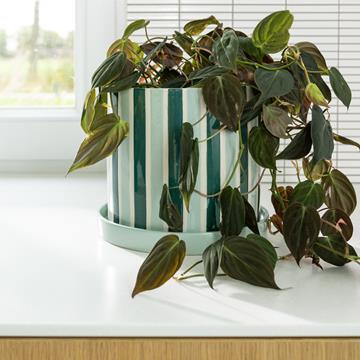 Planter clash stripe